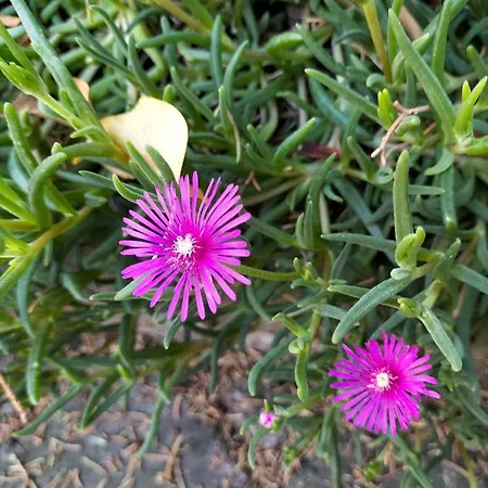 Casa de hóspedes Night & Day Di Laura Patuelli 3*