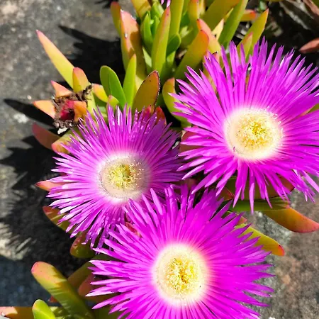 Night & Day Di Laura Patuelli Casa de hóspedes Cotignola