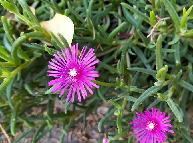 Konukevi Night & Day Di Laura Patuelli 3*