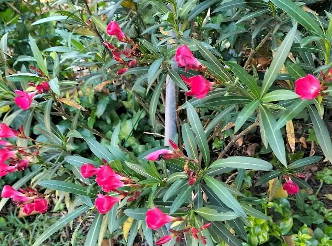 Night & Day Di Laura Patuelli Konukevi